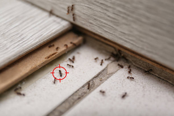 Best Pest Inspection Near Me  in West Rancho Dominguez, CA